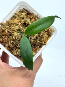Hoya Liwa