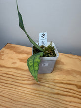 Load image into Gallery viewer, 181. Hoya Finlaysonii ‘Black Leaves’ Splash