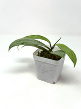 Load image into Gallery viewer, Hoya Pubicalyx Pink Silver Ghost C