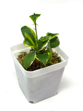 Load image into Gallery viewer, Hoya Heuschkeliana Margin Variegated