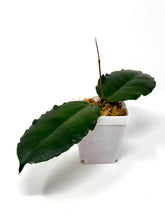 Load image into Gallery viewer, Hoya Versteegii