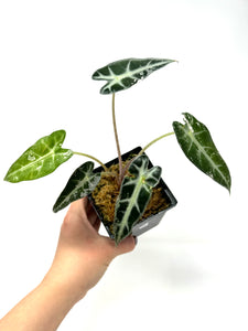 Alocasia Bambino Pink Variegated G