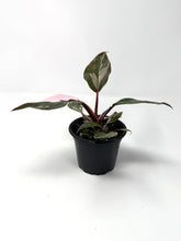 Load image into Gallery viewer, Philodendron Pink Princess
