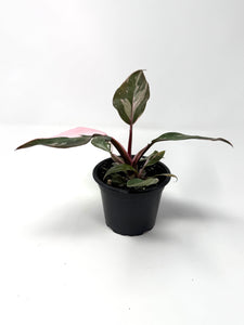 Philodendron Pink Princess