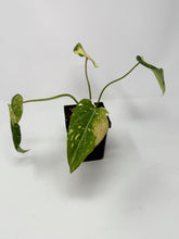 Load image into Gallery viewer, Philodendron Gloriosum Variegated A