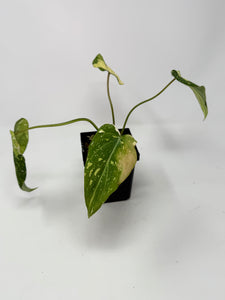 Philodendron Gloriosum Variegated A