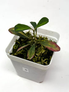 Hoya Manipurensis Variegated B