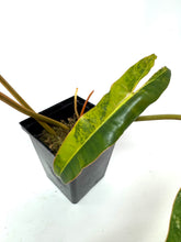 Load image into Gallery viewer, Philodendron Billietiae Variegated A