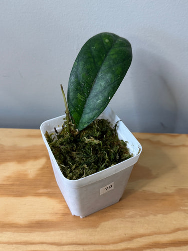 79. Hoya Blessing