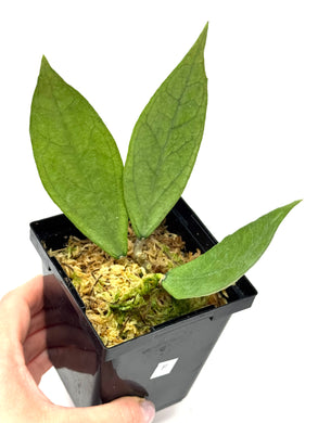 Hoya Germany Silver F