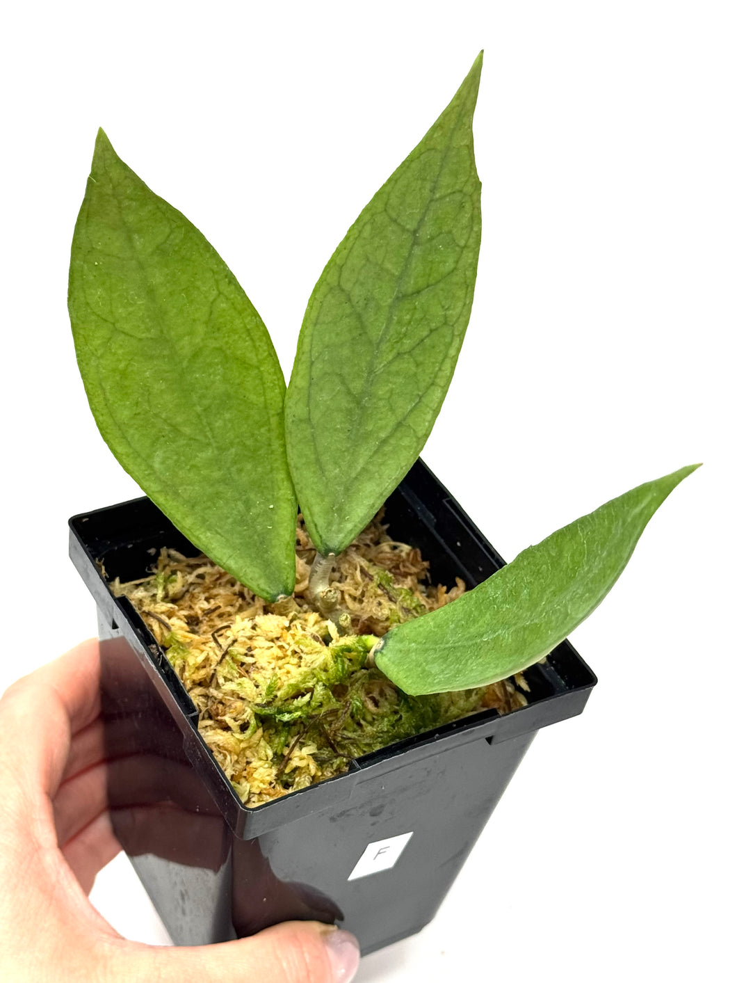 Hoya Germany Silver F