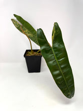 Load image into Gallery viewer, Philodendron Billietiae Variegated E