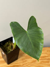 Load image into Gallery viewer, 123. Alocasia Maccrorhiza Albo Variegated (reverted)