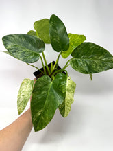 Load image into Gallery viewer, Philodendron Giganteum Blizzard