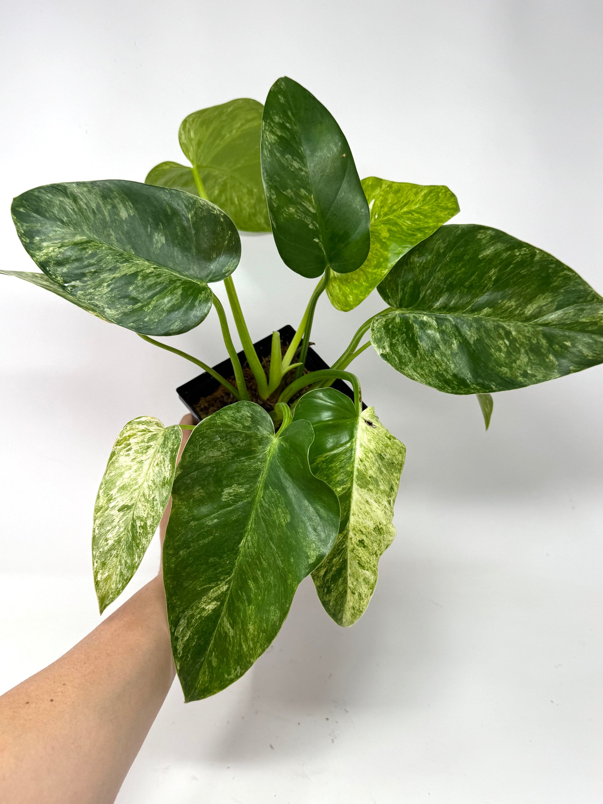 Rare and unique plants – Tagged 