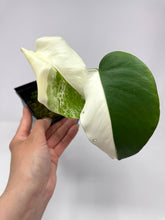 Load image into Gallery viewer, Monstera Deliciosa Albo Variegated G
