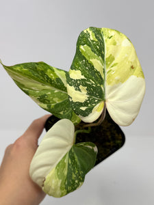 Philodendron Gloriosum Variegated B