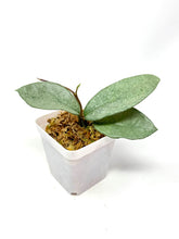 Load image into Gallery viewer, Hoya Carnosa ‘Nova Ghost’