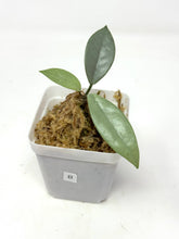 Load image into Gallery viewer, Hoya Wilbur Graves Silver B