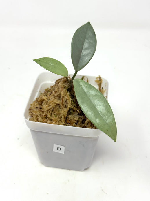Hoya Wilbur Graves Silver B