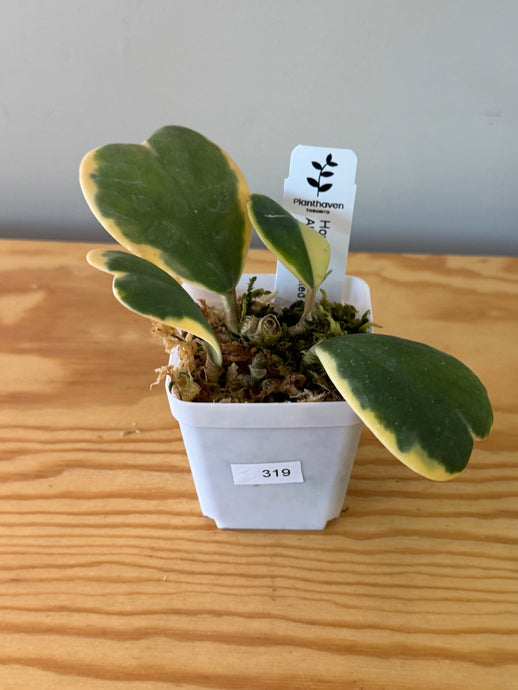 319. Hoya Kerrii Albo Variegated