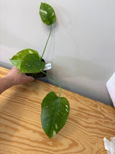 Load image into Gallery viewer, 114. Monstera Thai Constellation