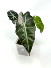 Load image into Gallery viewer, Alocasia Amazonica Variegated B