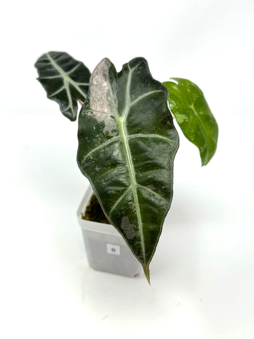 Alocasia Amazonica Variegated B