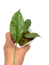 Load image into Gallery viewer, Hoya Mitrata Silver C