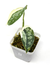 Load image into Gallery viewer, Scindapsus Mayari Variegated B