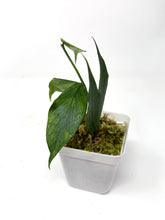 Load image into Gallery viewer, Hoya Polyneura