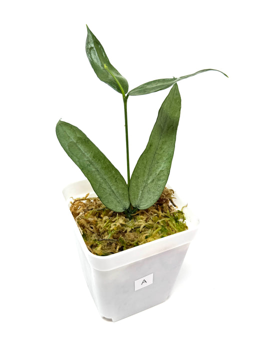 Hoya Pandurata Silver A