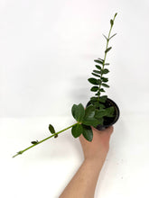Load image into Gallery viewer, Hoya Densifolia