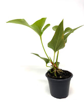 Load image into Gallery viewer, Anthurium Corong x Villenaorum