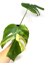 Load image into Gallery viewer, Monstera Deliciosa Aurea Variegated C