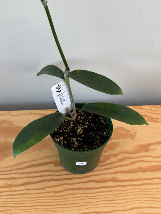256. Hoya Meliflua