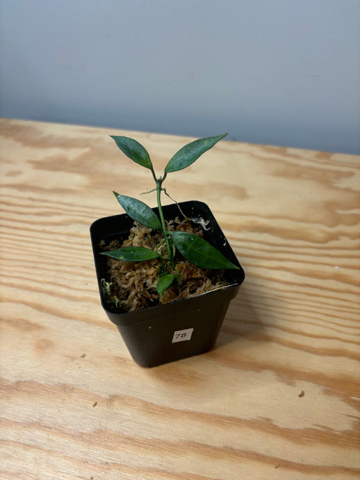 78. Hoya Lacunosa