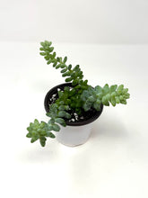 Load image into Gallery viewer, Sedum Morganianum ‘Burro’s Tail’