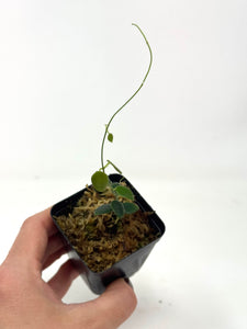 Hoya Pulleana (IM02) – Planthaven Toronto