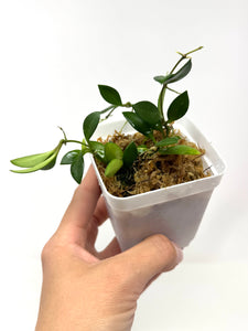 Hoya Picta