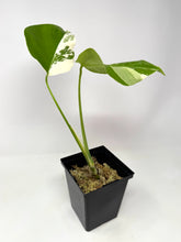 Load image into Gallery viewer, Monstera Deliciosa Albo Variegated L