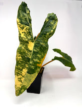 Load image into Gallery viewer, Philodendron Billietiae Variegated A