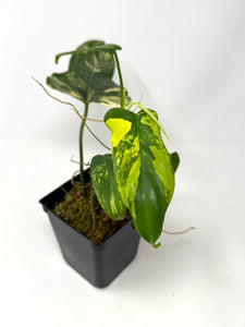 Philodendron Bipennifolium Violin Variegated F