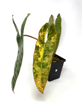 Load image into Gallery viewer, Philodendron Billietiae Variegated A