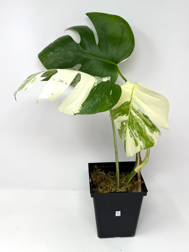 Monstera Deliciosa Albo Variegated F
