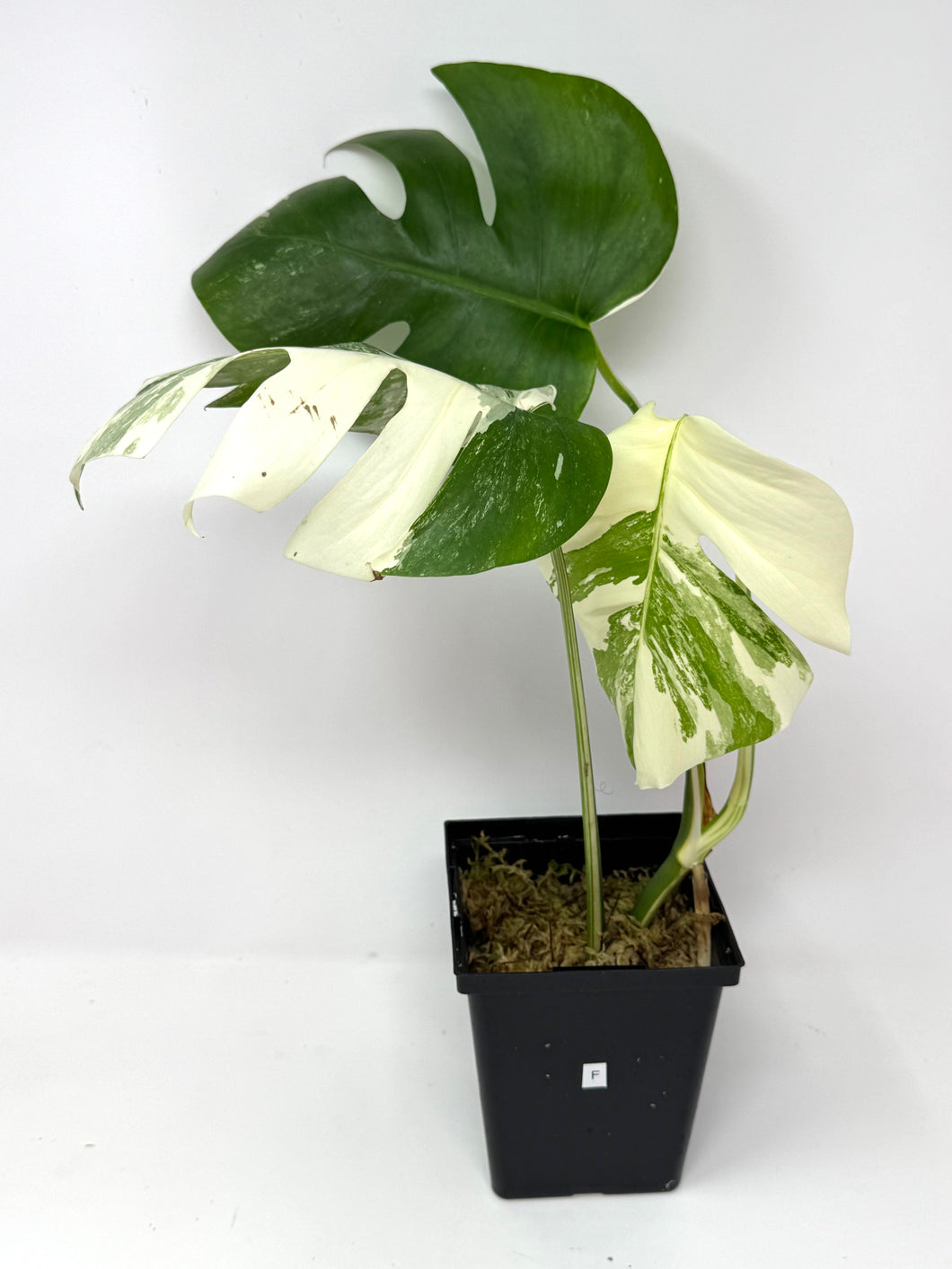 Monstera Deliciosa Albo Variegated F