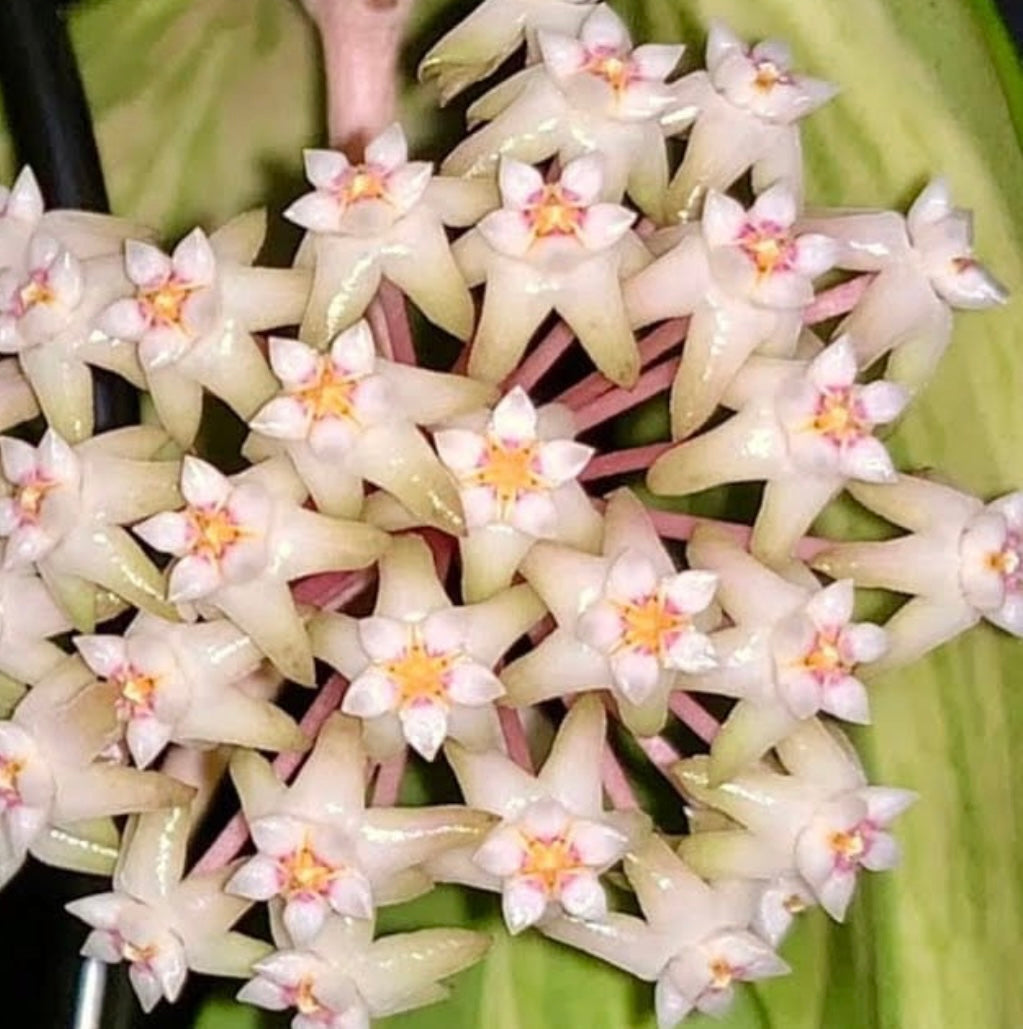 Hoya Acuta Albo Variegated