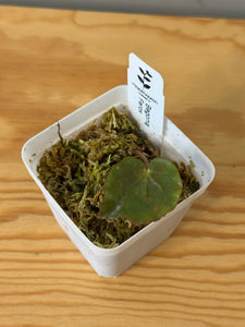 3. Begonia Ferox