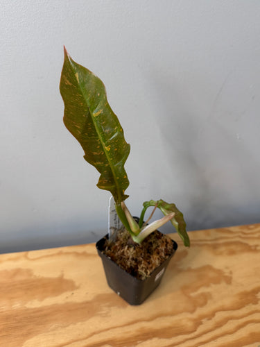 99. Philodendron Ring of Fire