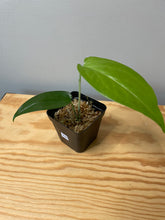 Load image into Gallery viewer, 208. Amydrium Zippelanium (juvenile)